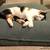 Cat cushion Divan UNO