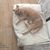 Cat cushion Divan DUE