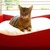 Cat basket BOWL felt