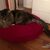 Cuscino per gatto ergonomico Lounge UNI
