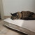 Cuscino per gatto ergonomico Lounge UNO