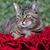 Rundes Katzenkissen Lounge ROSE