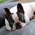 Leather Dog Head Pillow fits our dog cushions.