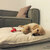 DIVAN Uno orthopedic dog bed
