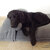 Dog cushion bed Divan UNO
