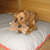 LOUNGE Pauline orthopaedic dog bed