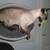 Cat climber RONDO Wall felt