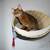 Wall mounted cat bed RONDO Wall Rattan