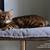 Design cat bed POET