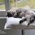 Cuscini per gatti POET