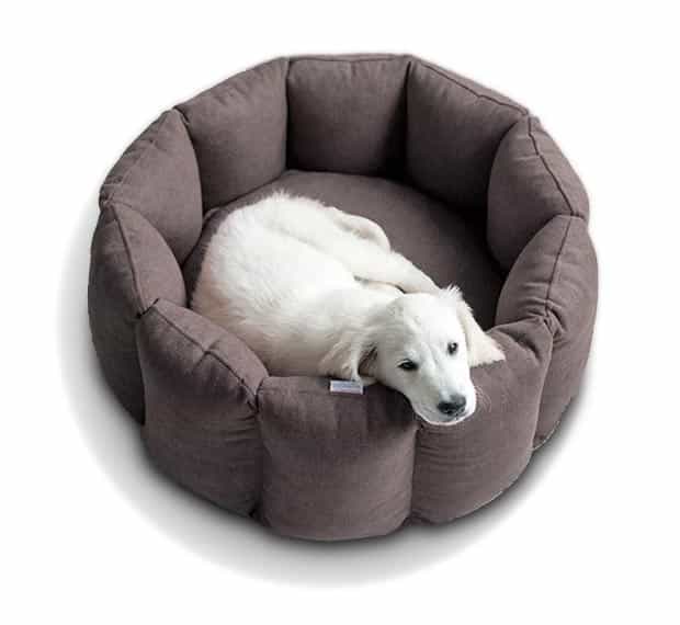 Golden Retriever Charly in his dog bed Bloom by pet-interiors.
