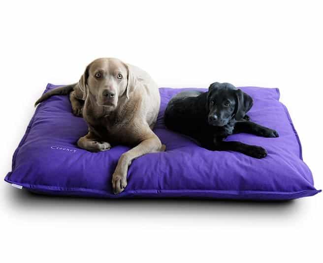 Clooney and Loki enjoy their Divan dog cushion for large dogs by pet-interiors.