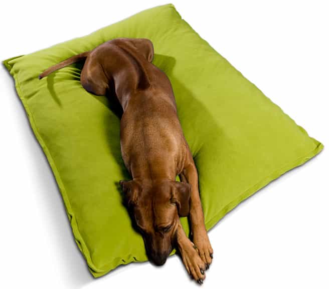 Rhodesian Ridgeback lady in her Divan dog cushion for large dogs with fleece cover by pet-interiors.