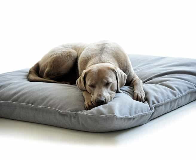 Labrador Rüde Clooney mit hellbraunem Fell schläft tiefenentspannt in seinem Hundekissen von pet-interiors