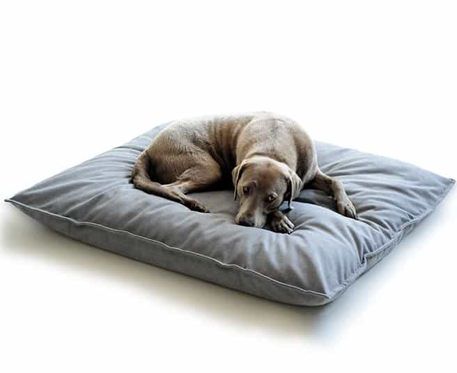 Brown male Labrador Clooney in dog cushion for large dogs by pet-interiors.