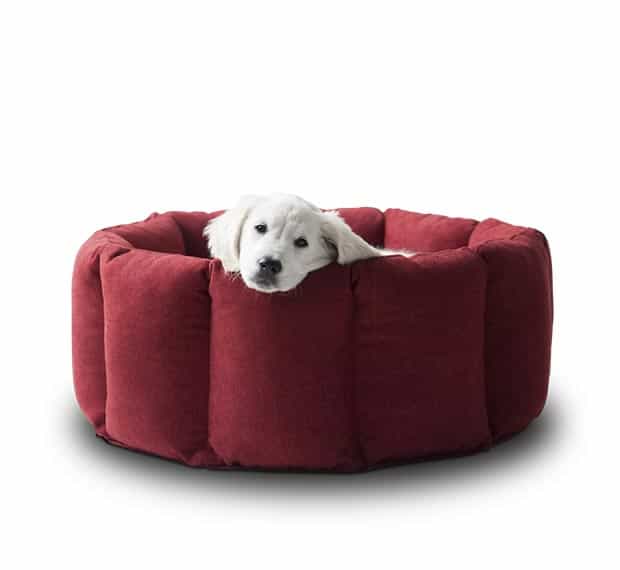 Weißer Retriever kuschelt im runden Hundekorb von pet-interiors.
