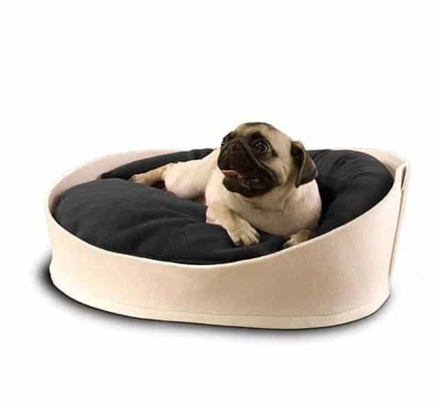 Il carlino Lola si accoccola nel cesto ovale per cani Arena, realizzato in feltro color crema da pet-interiors.