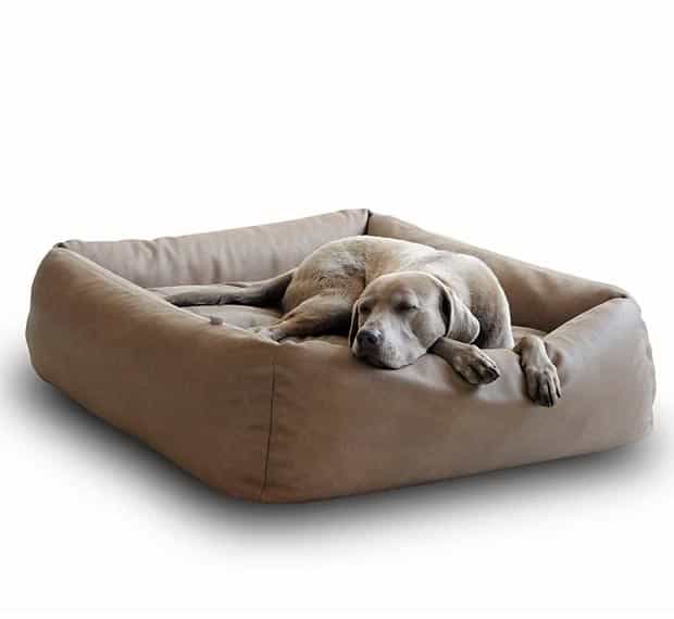 Il Labrador marrone chiaro dorme rilassato nella cesta per cani in morbida pelle di pet-interiors.