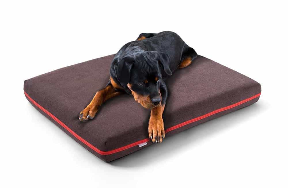 Il rottweiler dorme profondamente rilassato sul suo materasso ergonomico per cani di pet-interiors.