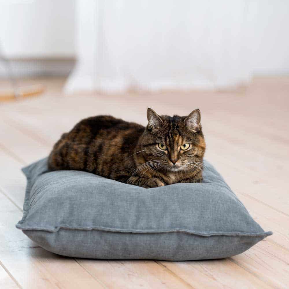 Cat cushion Divan UNI