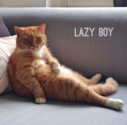 Kleiner Hundekorb ARENA Filz