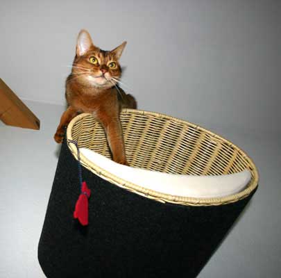 Katzenbett Wandmontage RONDO Wall Rattan