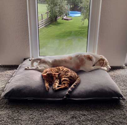 Orthopädisches Hundekissen Divan UNO