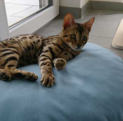 Ajani male cat from Recklinghausen/Germany