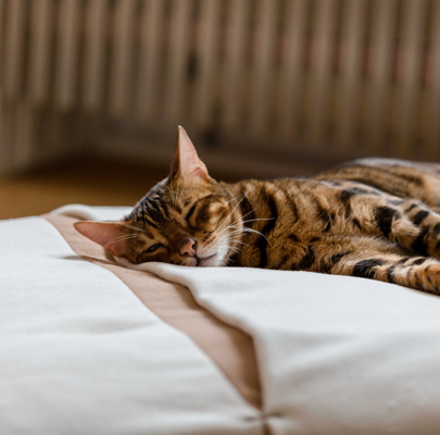 Schlafsack für Katzen Divan DUE