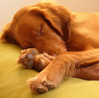 Orthopädisches Hundekissen Divan UNO