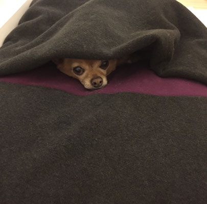 Hundeschlafsack Divan DUE