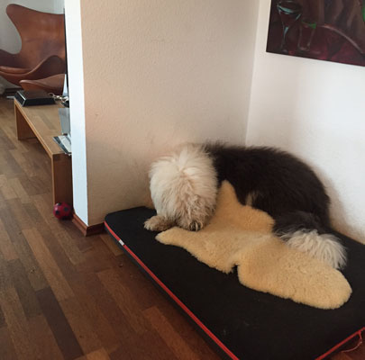 Memory foam Hundematte PAUL incl. Hundedecke