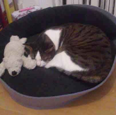 Katzenmöbel ARENA Filz