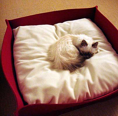 Katzenkörbe BOWL Filz