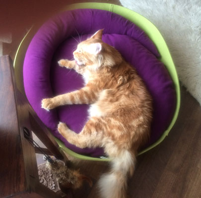 Katzenmöbel ARENA Filz