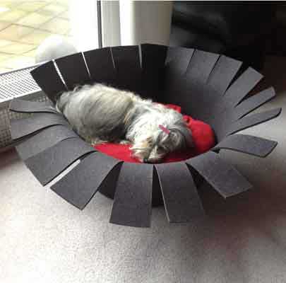 Fly female Havaneser from Germany