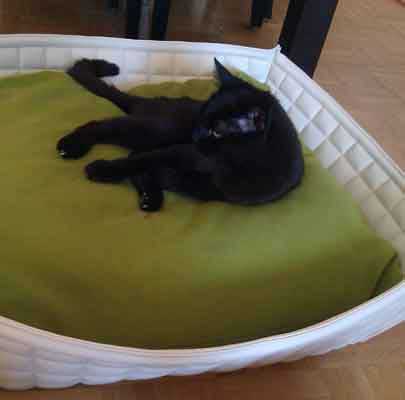 BOWL Katzenkorb in Echt-Leder