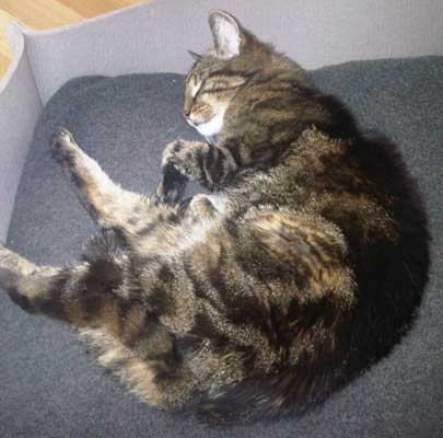 Katzenkörbe BOWL Filz