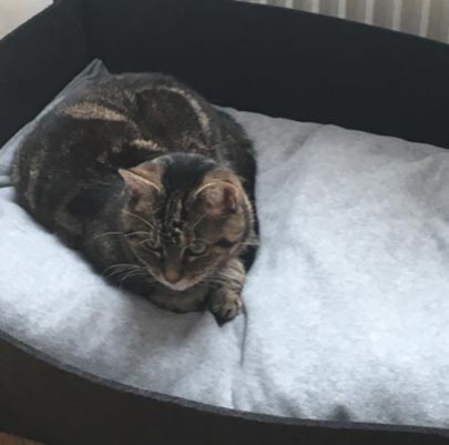 Katzenkörbe BOWL Filz