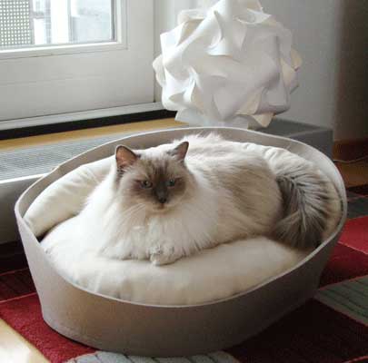 Katzenmöbel ARENA Filz