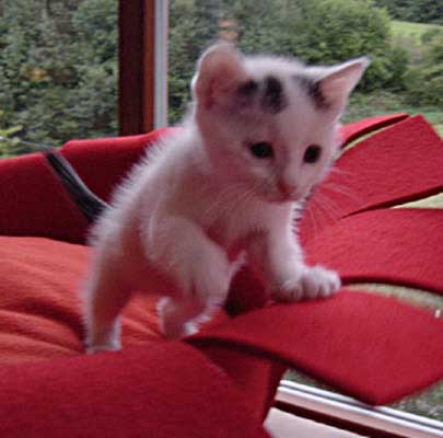 Piuma from Algersdorf/Germany