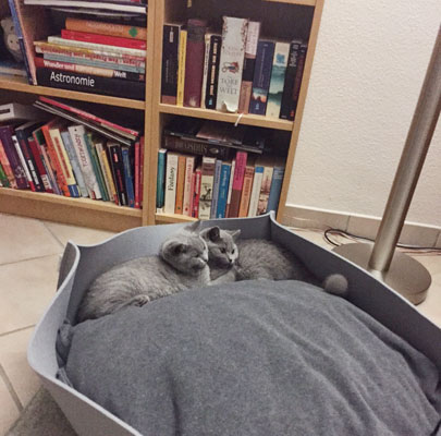 Katzenkörbe BOWL Filz