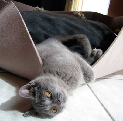 Katzenkörbe BOWL Filz