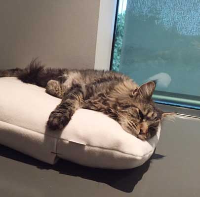 Schlafsack für Katzen Divan DUE