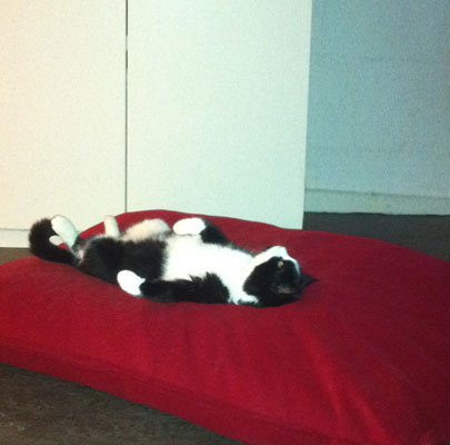 Katzenkissen für große Katzen Divan UNO