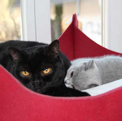 Katzenkörbe BOWL Filz