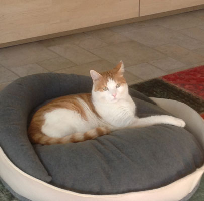 Katzenmöbel ARENA Filz