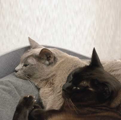 Katzenmöbel ARENA Filz