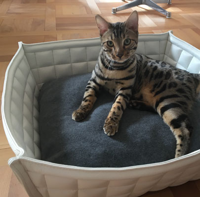 BOWL Katzenkorb in Echt-Leder