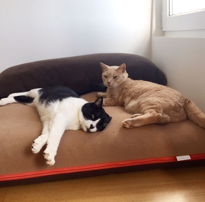 Lounge PAULINE: Orthopädisches Hundekissen waschbar